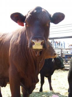 Image of Cow