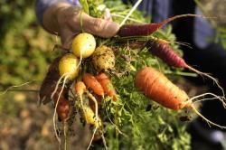 Image of Vegetable Harvest